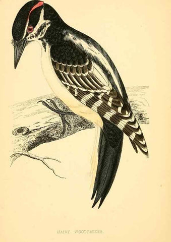Reproducción/Reproduction 49676680902: A history of British birds.. London,Groombridge and Sons,[1862?-1867?]. 