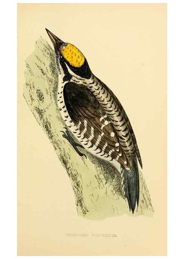 Reproducción/Reproduction 49676681112: A history of British birds.. London,Groombridge and Sons,[1862?-1867?]. 