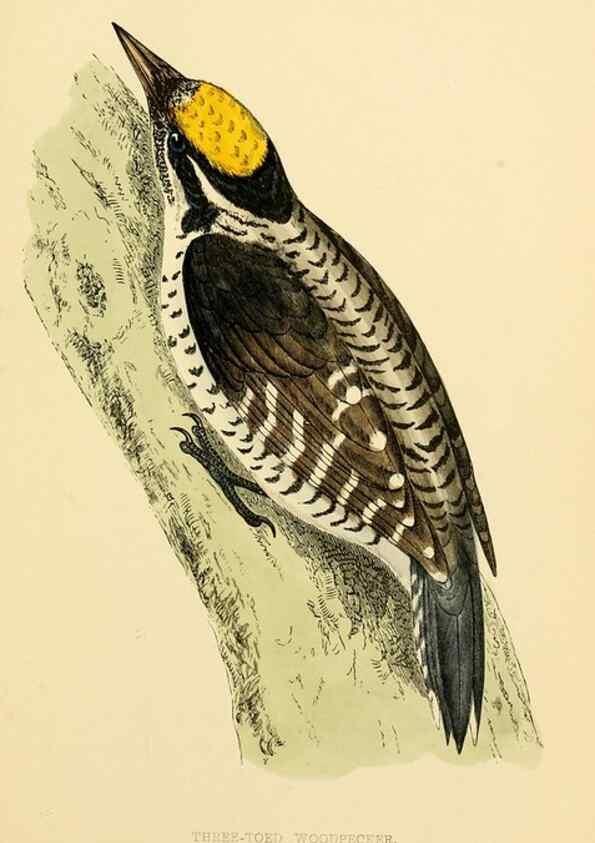 Reproducción/Reproduction 49676681112: A history of British birds.. London,Groombridge and Sons,[1862?-1867?]. 