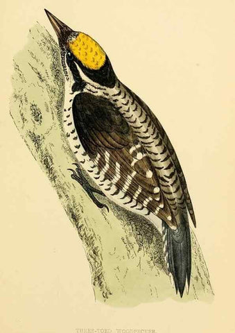 Reproducción/Reproduction 49676681112: A history of British birds.. London,Groombridge and Sons,[1862?-1867?]. 