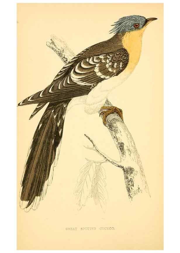 Reproducción/Reproduction 49676396351: A history of British birds.. London,Groombridge and Sons,[1862?-1867?]. 