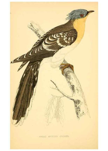 Reproducción/Reproduction 49676396351: A history of British birds.. London,Groombridge and Sons,[1862?-1867?]. 