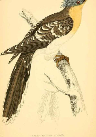 Reproducción/Reproduction 49676396351: A history of British birds.. London,Groombridge and Sons,[1862?-1867?]. 