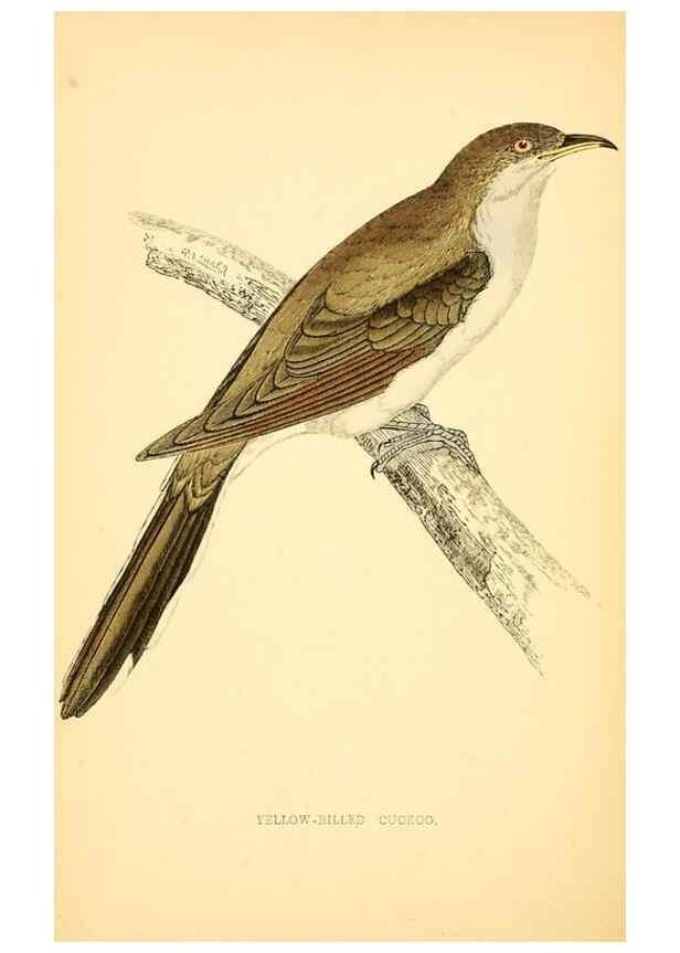 Reproducción/Reproduction 49676396626: A history of British birds.. London,Groombridge and Sons,[1862?-1867?]. 