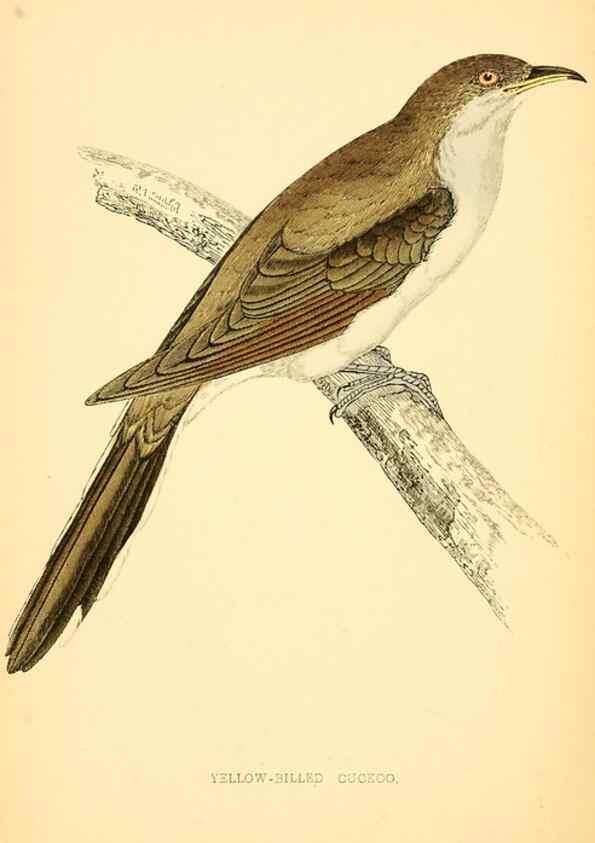 Reproducción/Reproduction 49676396626: A history of British birds.. London,Groombridge and Sons,[1862?-1867?]. 