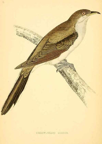 Reproducción/Reproduction 49676396626: A history of British birds.. London,Groombridge and Sons,[1862?-1867?]. 