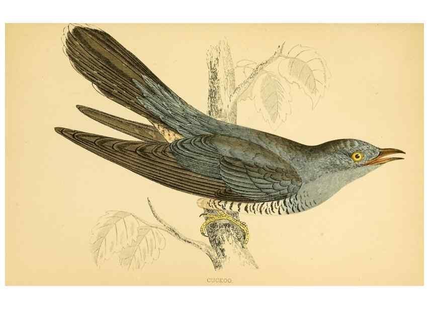 Reproducción/Reproduction 49675864993: A history of British birds.. London,Groombridge and Sons,[1862?-1867?]. 