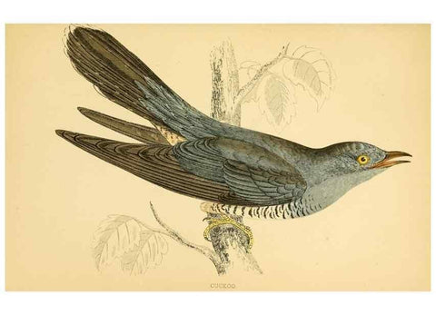 Reproducción/Reproduction 49675864993: A history of British birds.. London,Groombridge and Sons,[1862?-1867?]. 