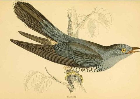 Reproducción/Reproduction 49675864993: A history of British birds.. London,Groombridge and Sons,[1862?-1867?]. 