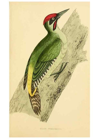 Reproducción/Reproduction 49676680192: A history of British birds.. London,Groombridge and Sons,[1862?-1867?]. 