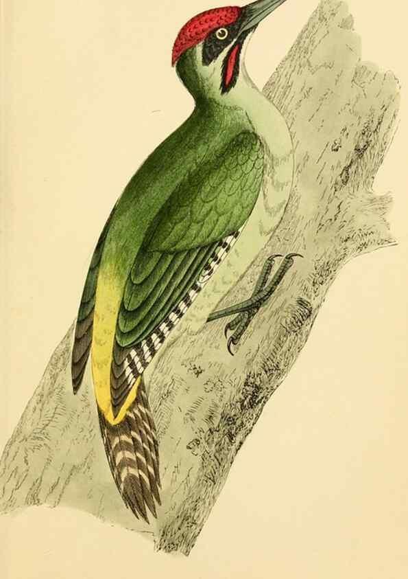 Reproducción/Reproduction 49676680192: A history of British birds.. London,Groombridge and Sons,[1862?-1867?]. 