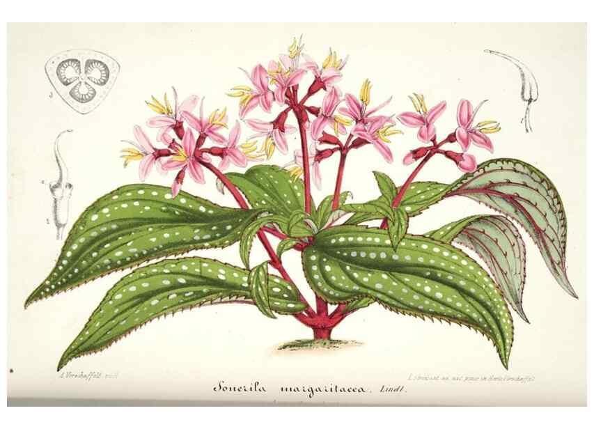 Reproducción/Reproduction 49684502587: L'Illustration horticole :. Gand, Belgium :Imprimerie et lithographie de F. et E. Gyselnyck,1854-1896.. 