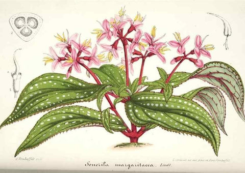 Reproducción/Reproduction 49684502587: L'Illustration horticole :. Gand, Belgium :Imprimerie et lithographie de F. et E. Gyselnyck,1854-1896.. 