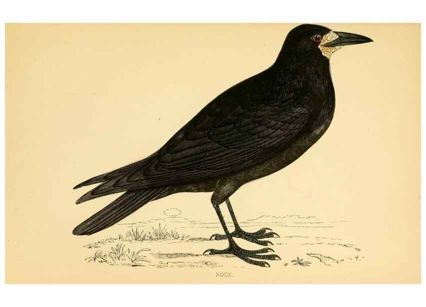 Reproducción/Reproduction 49676677487: A history of British birds.. London,Groombridge and Sons,[1862?-1867?]. 