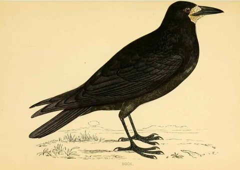 Reproducción/Reproduction 49676677487: A history of British birds.. London,Groombridge and Sons,[1862?-1867?]. 