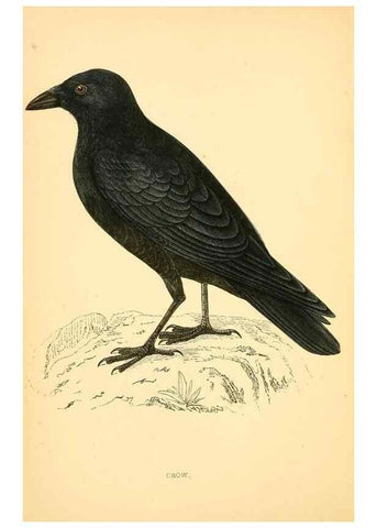 Reproducción/Reproduction 49676391831: A history of British birds.. London,Groombridge and Sons,[1862?-1867?]. 