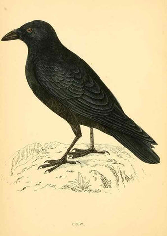 Reproducción/Reproduction 49676391831: A history of British birds.. London,Groombridge and Sons,[1862?-1867?]. 