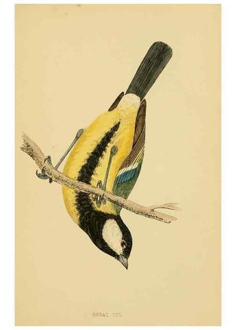 Reproducción/Reproduction 49676641552: A history of British birds.. London,Groombridge and Sons,[1862?-1867?]. 