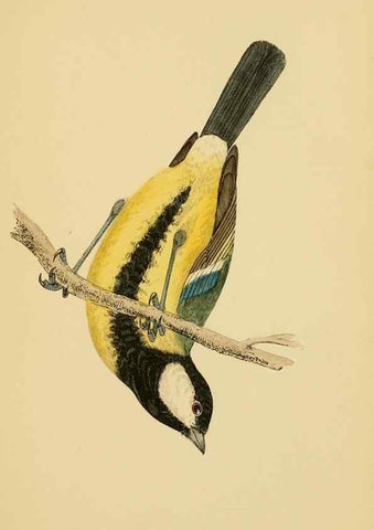 Reproducción/Reproduction 49676641552: A history of British birds.. London,Groombridge and Sons,[1862?-1867?]. 