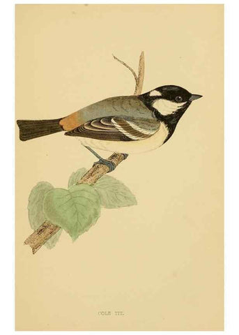Reproducción/Reproduction 49675823653: A history of British birds.. London,Groombridge and Sons,[1862?-1867?]. 
