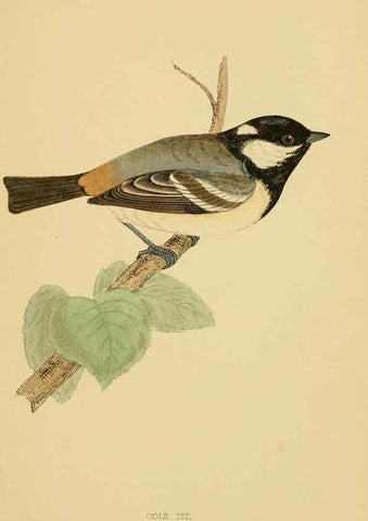 Reproducción/Reproduction 49675823653: A history of British birds.. London,Groombridge and Sons,[1862?-1867?]. 