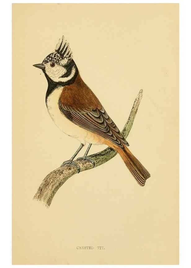 Reproducción/Reproduction 49676642127: A history of British birds.. London,Groombridge and Sons,[1862?-1867?]. 