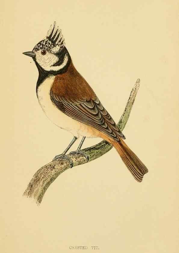 Reproducción/Reproduction 49676642127: A history of British birds.. London,Groombridge and Sons,[1862?-1867?]. 