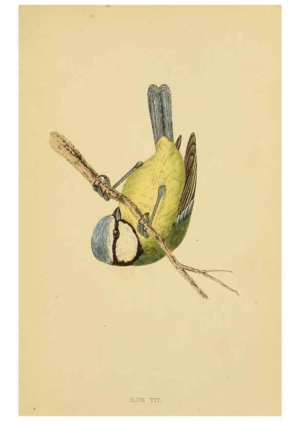 Reproducción/Reproduction 49675824183: A history of British birds.. London,Groombridge and Sons,[1862?-1867?]. 