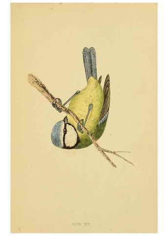 Reproducción/Reproduction 49675824183: A history of British birds.. London,Groombridge and Sons,[1862?-1867?]. 