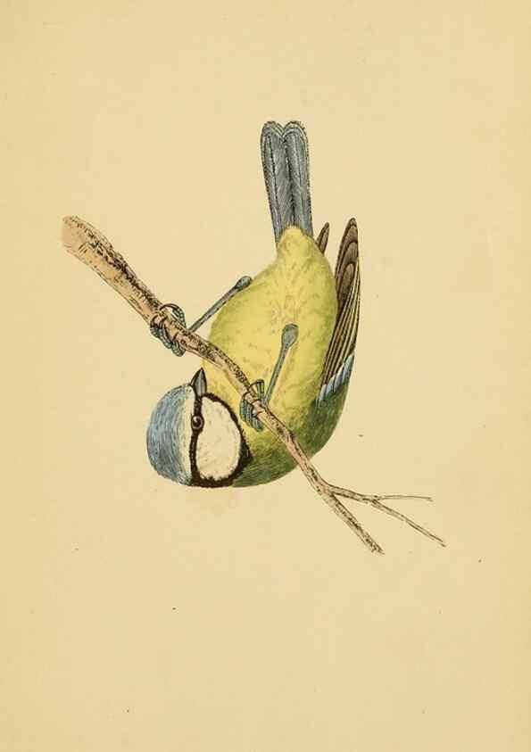 Reproducción/Reproduction 49675824183: A history of British birds.. London,Groombridge and Sons,[1862?-1867?]. 