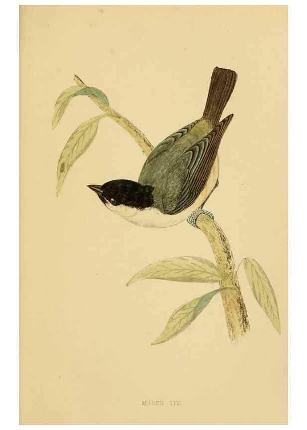 Reproducción/Reproduction 49676357971: A history of British birds.. London,Groombridge and Sons,[1862?-1867?]. 
