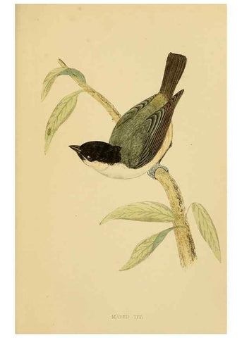 Reproducción/Reproduction 49676357971: A history of British birds.. London,Groombridge and Sons,[1862?-1867?]. 