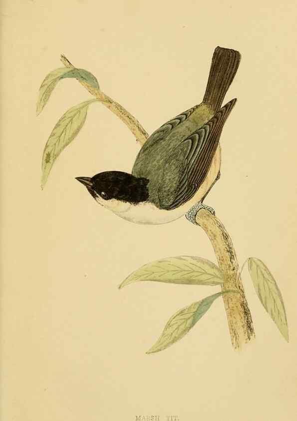 Reproducción/Reproduction 49676357971: A history of British birds.. London,Groombridge and Sons,[1862?-1867?]. 
