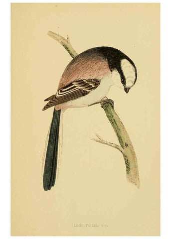 Reproducción/Reproduction 49676643262: A history of British birds.. London,Groombridge and Sons,[1862?-1867?]. 