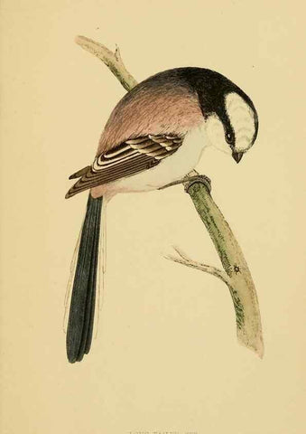 Reproducción/Reproduction 49676643262: A history of British birds.. London,Groombridge and Sons,[1862?-1867?]. 