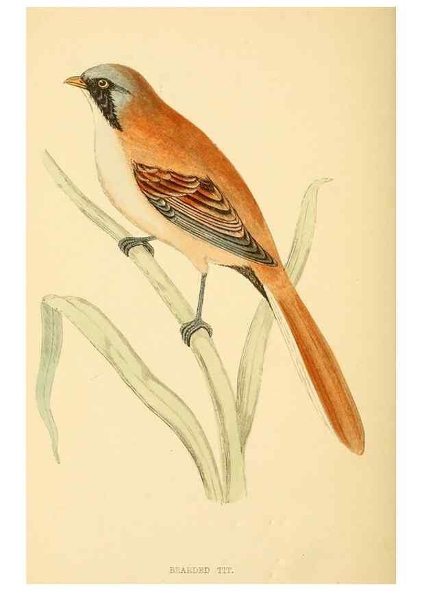 Reproducción/Reproduction 49676643492: A history of British birds.. London,Groombridge and Sons,[1862?-1867?]. 