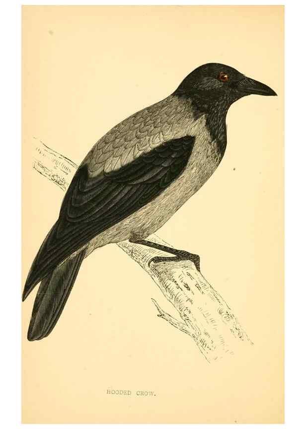 Reproducción/Reproduction 49676677212: A history of British birds.. London,Groombridge and Sons,[1862?-1867?]. 