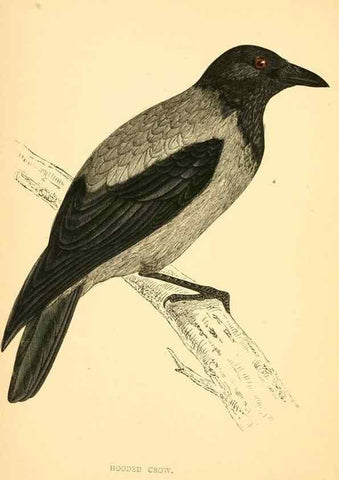 Reproducción/Reproduction 49676677212: A history of British birds.. London,Groombridge and Sons,[1862?-1867?]. 