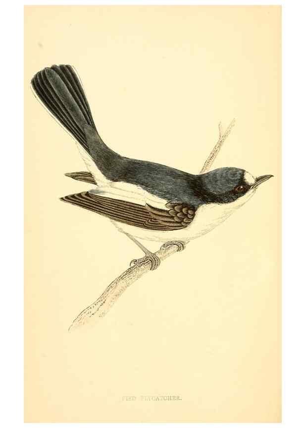 Reproducción/Reproduction 49675856293: A history of British birds.. London,Groombridge and Sons,[1862?-1867?]. 