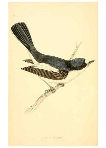 Reproducción/Reproduction 49675856293: A history of British birds.. London,Groombridge and Sons,[1862?-1867?]. 