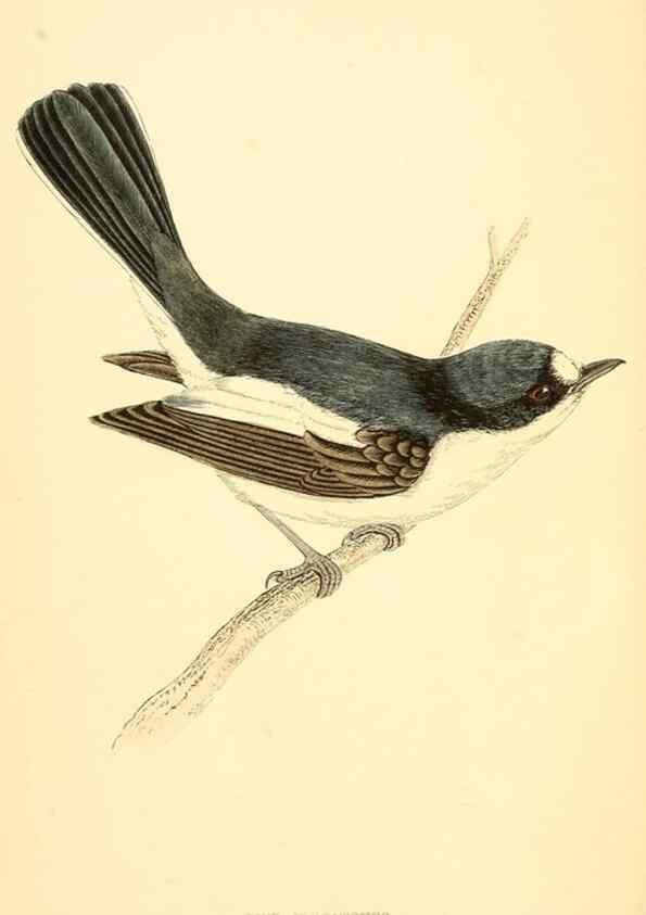 Reproducción/Reproduction 49675856293: A history of British birds.. London,Groombridge and Sons,[1862?-1867?]. 
