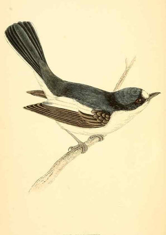 Reproducción/Reproduction 49675856293: A history of British birds.. London,Groombridge and Sons,[1862?-1867?]. 