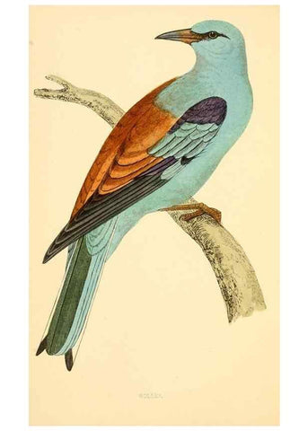 Reproducción/Reproduction 49675857048: A history of British birds.. London,Groombridge and Sons,[1862?-1867?]. 