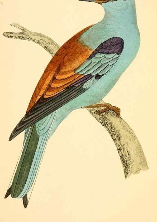 Reproducción/Reproduction 49675857048: A history of British birds.. London,Groombridge and Sons,[1862?-1867?]. 