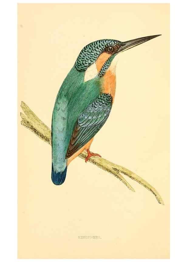 Reproducción/Reproduction 49675857403: A history of British birds.. London,Groombridge and Sons,[1862?-1867?]. 