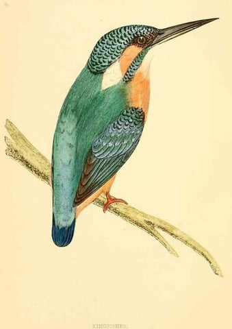 Reproducción/Reproduction 49675857403: A history of British birds.. London,Groombridge and Sons,[1862?-1867?]. 