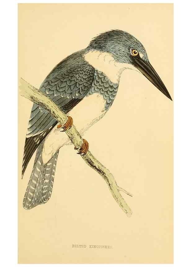 Reproducción/Reproduction 49676675102: A history of British birds.. London,Groombridge and Sons,[1862?-1867?]. 