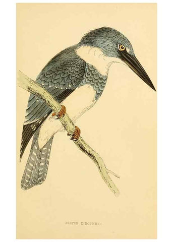 Reproducción/Reproduction 49676675102: A history of British birds.. London,Groombridge and Sons,[1862?-1867?]. 