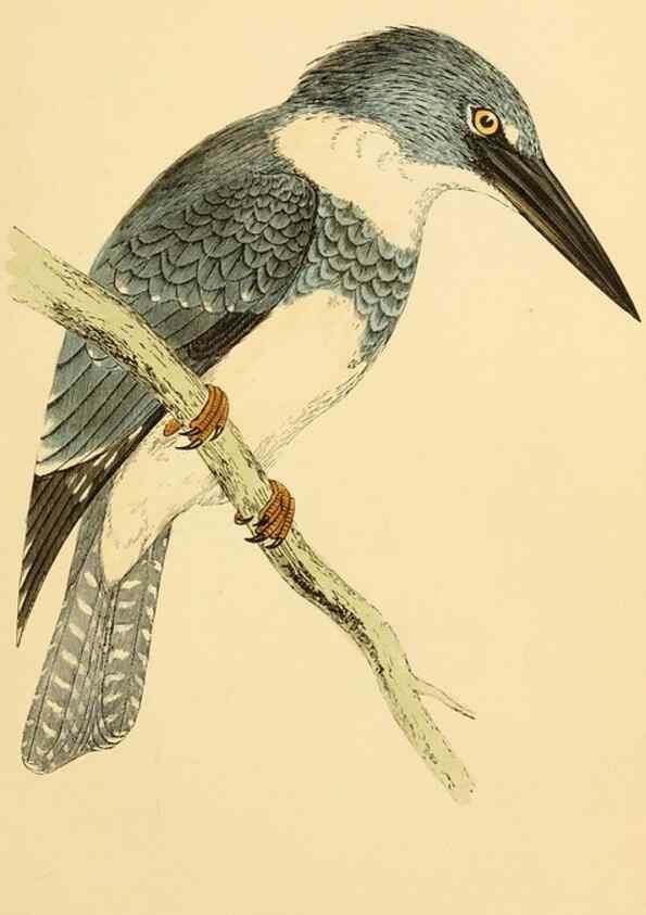 Reproducción/Reproduction 49676675102: A history of British birds.. London,Groombridge and Sons,[1862?-1867?]. 