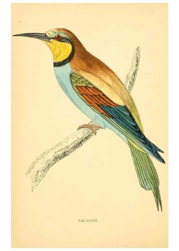 Reproducción/Reproduction 49675858218: A history of British birds.. London,Groombridge and Sons,[1862?-1867?]. 
